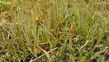 Cladonia rei image