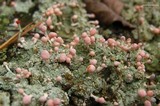 Dibaeis baeomyces image