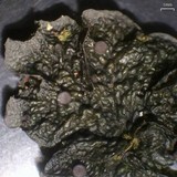 Leptogium corticola image