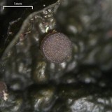 Leptogium corticola image
