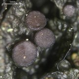 Leptogium corticola image