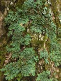 Lobaria quercizans image