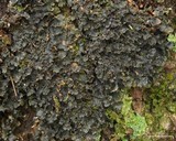 Nephroma helveticum image