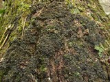 Nephroma helveticum image