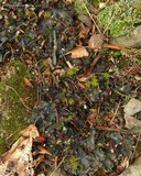 Peltigera polydactylon image
