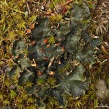 Peltigera polydactylon image