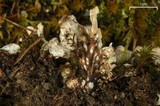 Peltigera polydactylon image