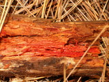 Phanerochaete sanguinea image