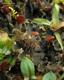 Peltigera praetextata image