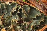 Peltigera praetextata image