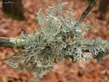 Pseudevernia consocians image