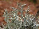 Pseudevernia consocians image