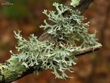 Pseudevernia consocians image