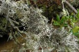 Pseudevernia consocians image