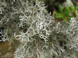 Pseudevernia consocians image