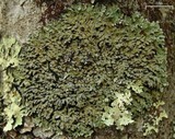 Pyxine sorediata image
