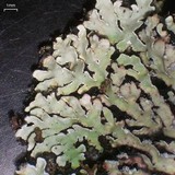 Pyxine sorediata image