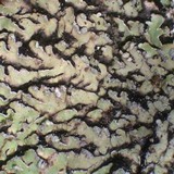 Pyxine sorediata image