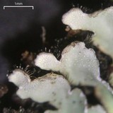 Pyxine sorediata image