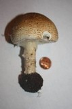 Echinoderma asperum image