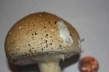 Echinoderma asperum image
