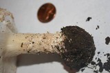 Echinoderma asperum image