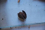 Hymenoscyphus fructigenus image