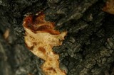 Trametes trogii image