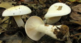 Clitocybe robusta image
