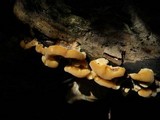 Bjerkandera adusta image
