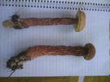 Boletellus russellii image