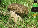 Calvatia craniiformis image
