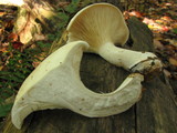 Clitocybe robusta image