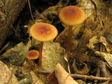 Mycena atkinsoniana image