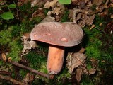 Lactarius corrugis image