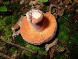 Lactarius corrugis image