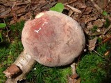 Lactarius corrugis image