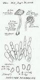 Inocybe perbrevis image