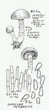 Inocybe perbrevis image