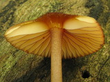 Mycena atkinsoniana image