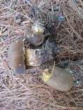 Boletus vermiculosus image