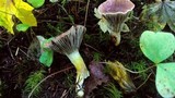 Gomphidius subroseus image