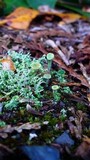 Cladonia carneola image