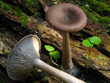 Pseudoclitocybe cyathiformis image