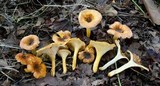 Cantharellus appalachiensis image
