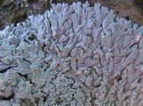 Physcia clementei image
