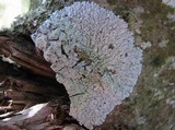 Physcia clementei image