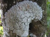 Physcia clementei image