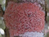 Arthonia cinnabarina image