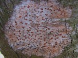 Arthonia cinnabarina image